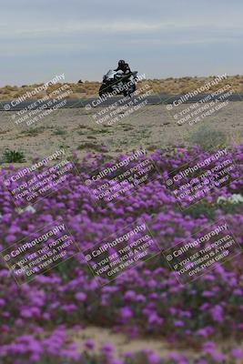 media/Jan-14-2023-SoCal Trackdays (Sat) [[497694156f]]/Turn 14 Exit Bloomig (145pm)/